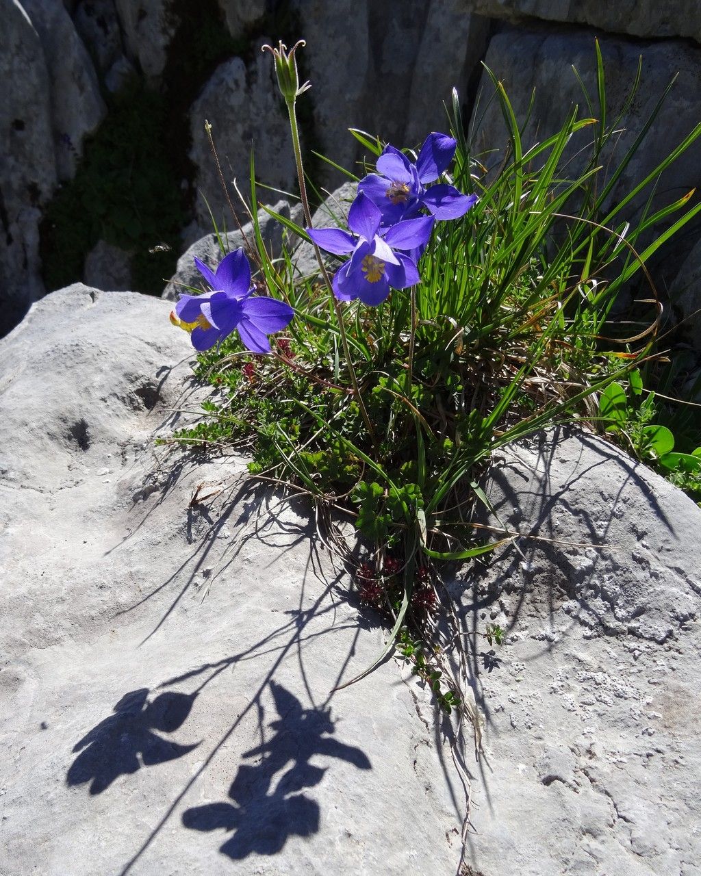 Aquilegia pyrenaica habit