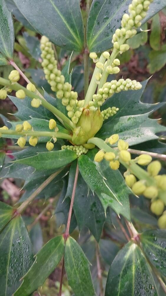 Berberis fortunei fruit