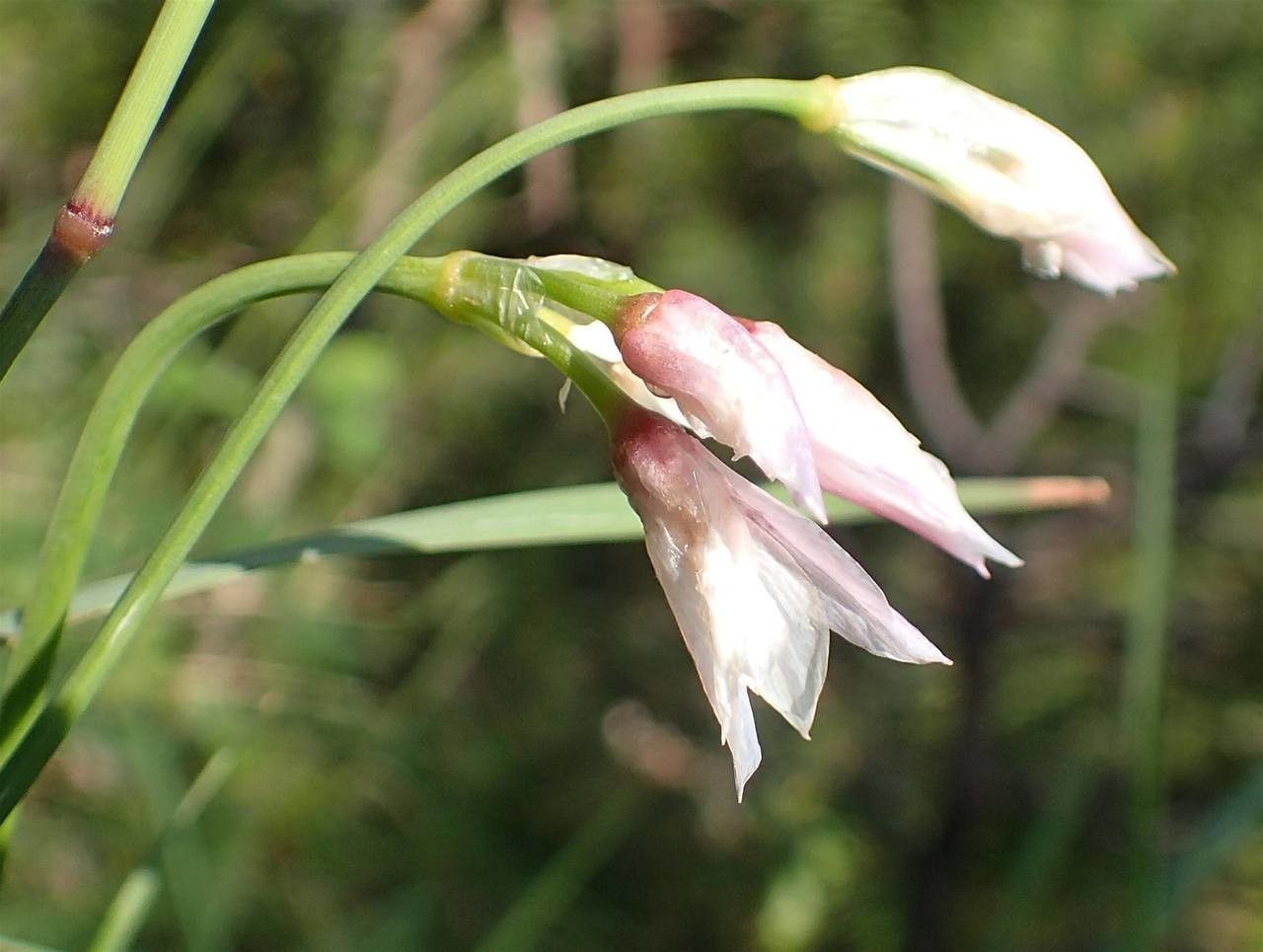 Allium narcissiflorum fruit