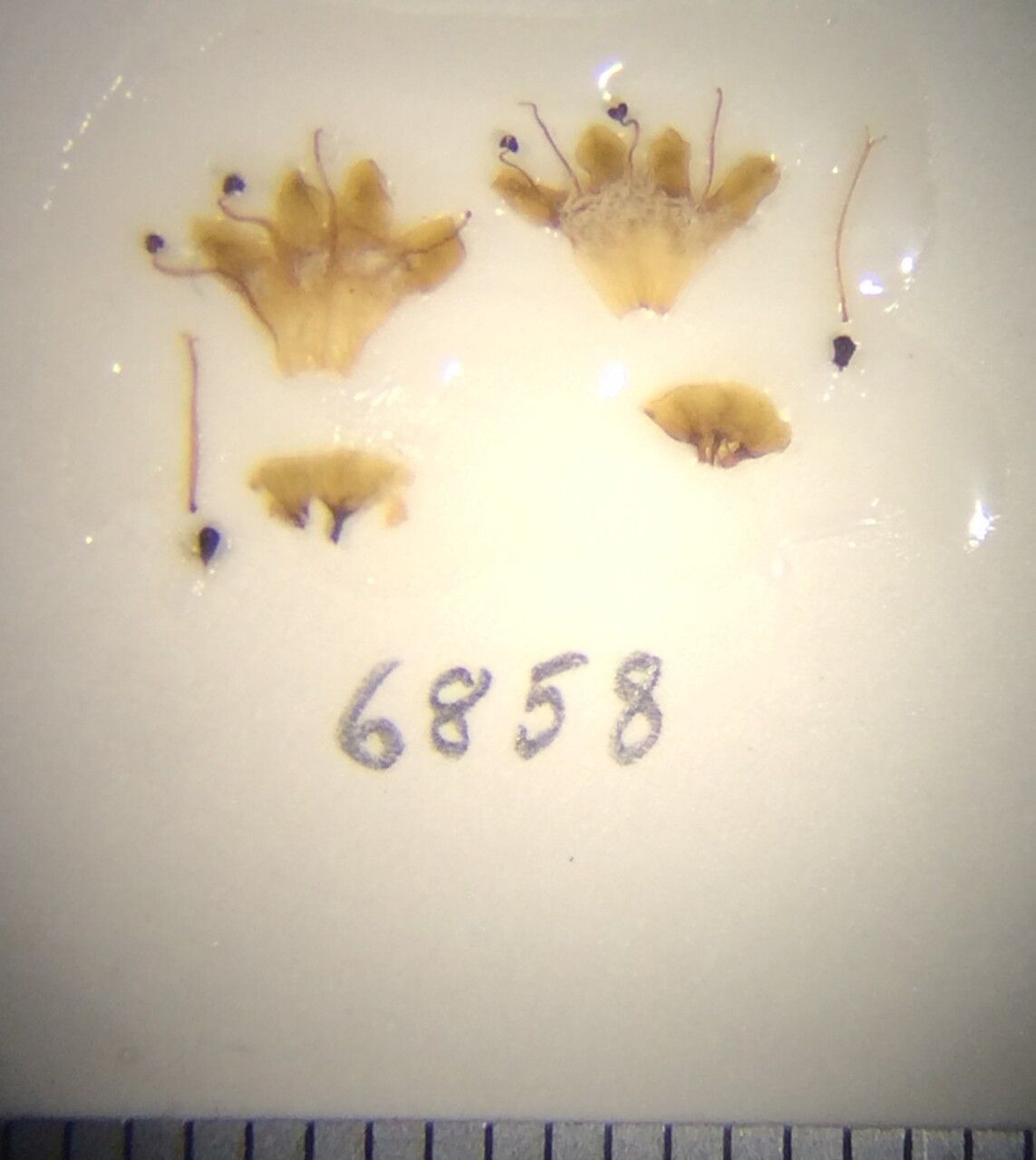 Premna scandens — houseplant care guide