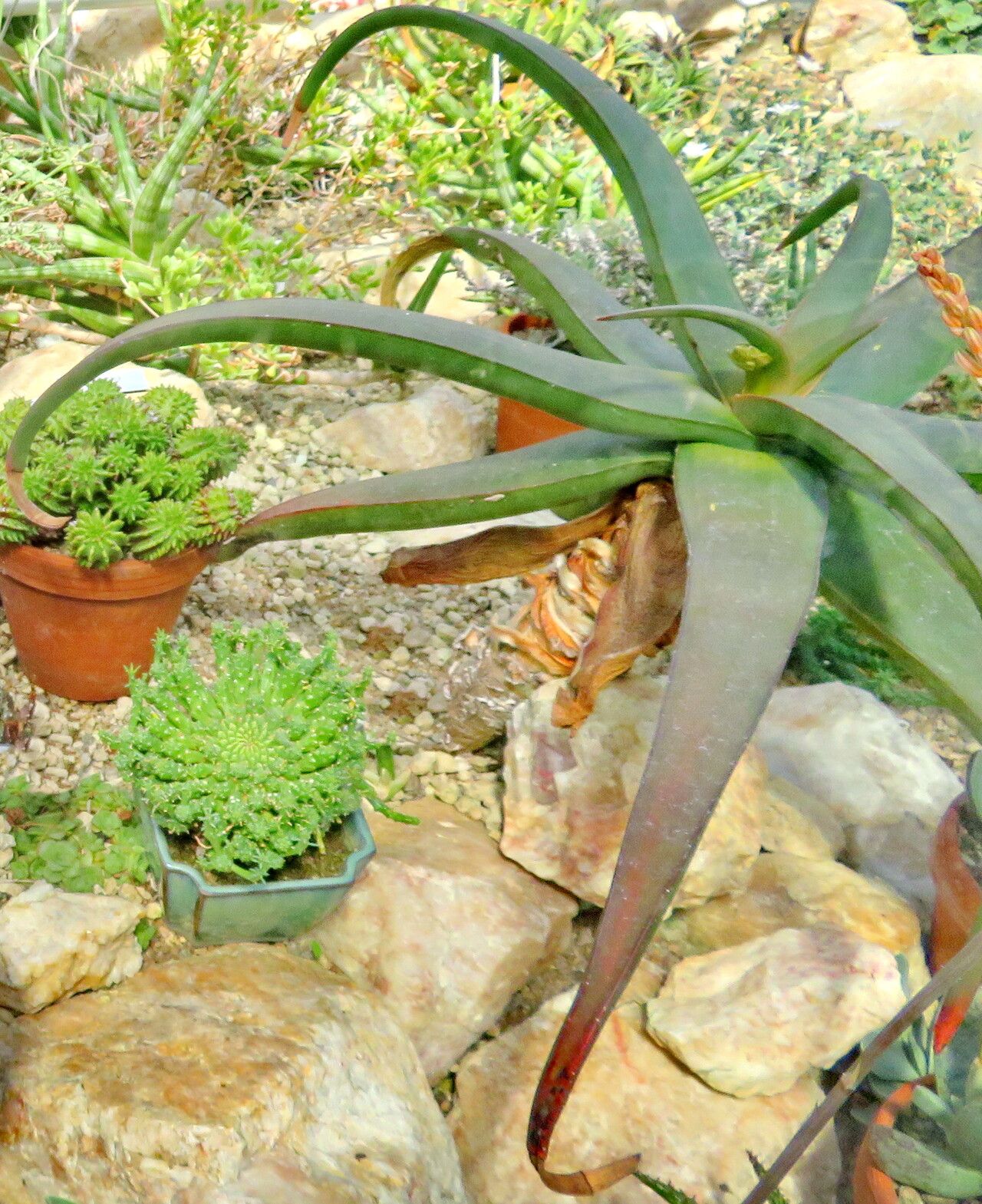 Aloe fleurentiniorum — houseplant care guide
