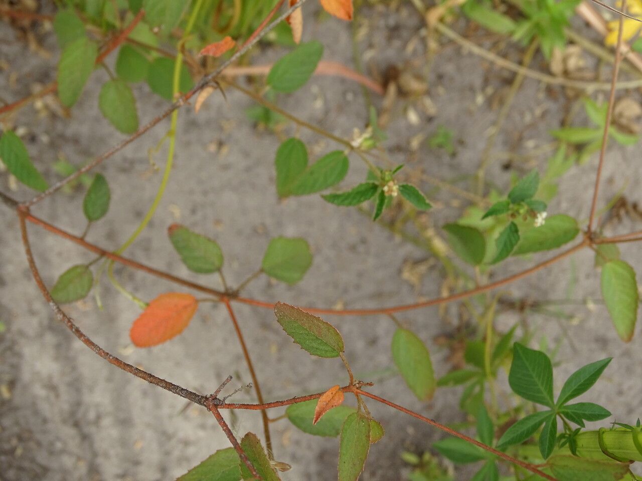 Croton hirtus — search result for 'Euphorbiaceae'