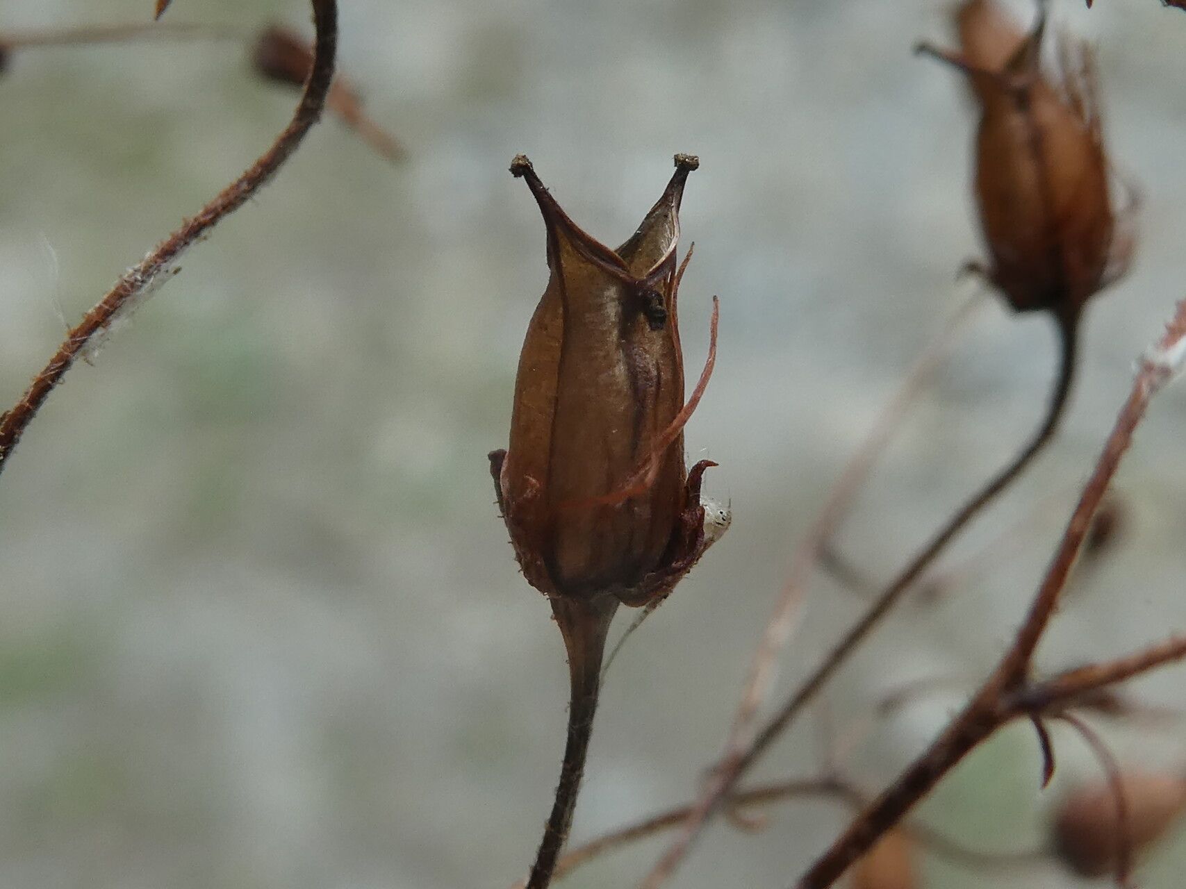 Saxifraga rotundifolia fruit