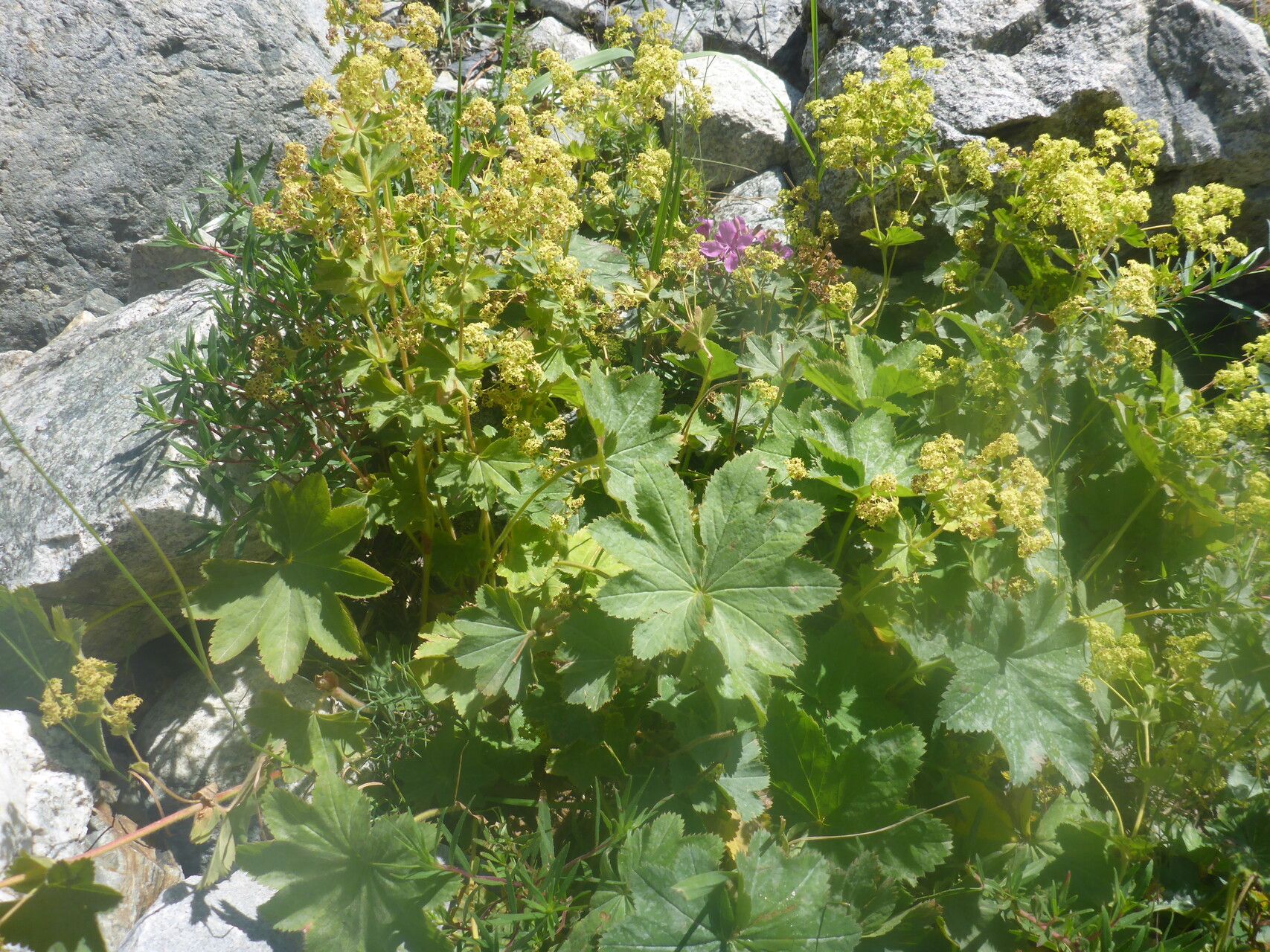 Alchemilla tredecimloba — houseplant care guide