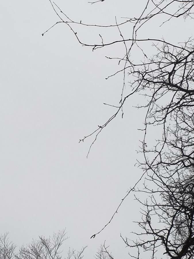 Betula litwinowii habit