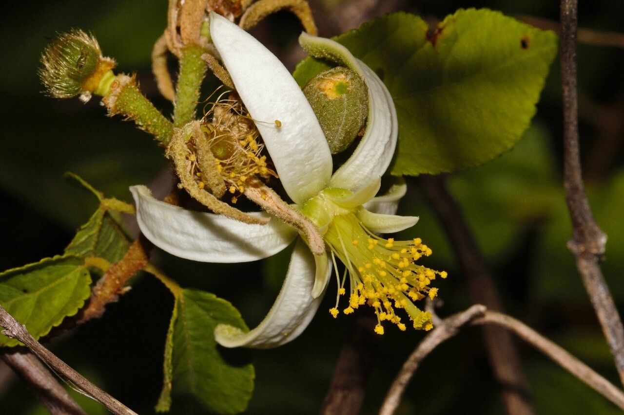 Grewia stolzii flower