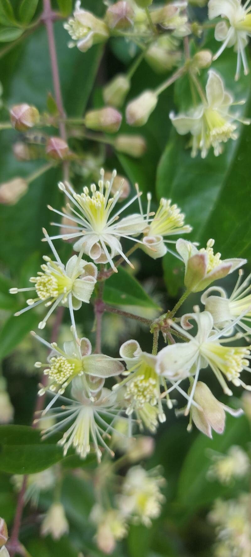 Clematis brasiliana flower