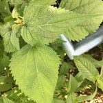 Boehmeria cylindrica