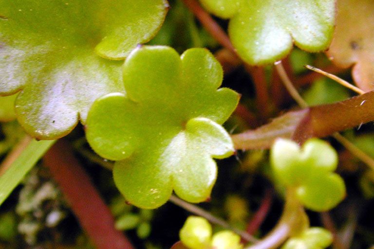 Romanzoffia californica leaf