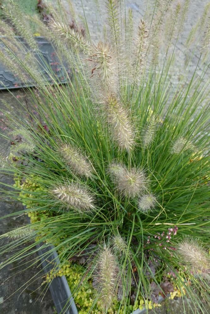 Cenchrus compressus — houseplant care guide