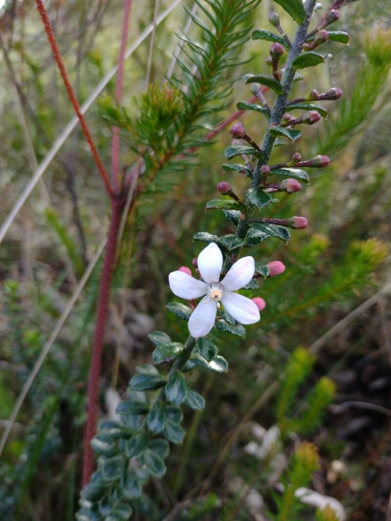 Eriostemon buxifolius habit