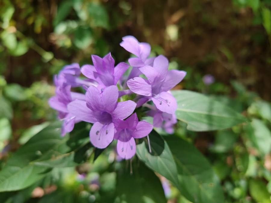 Barleria cristata flower