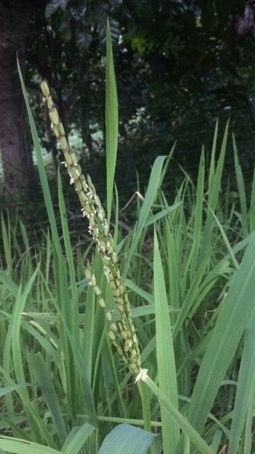Oryza sativa flower