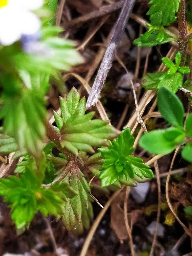 Euphrasia pectinata leaf