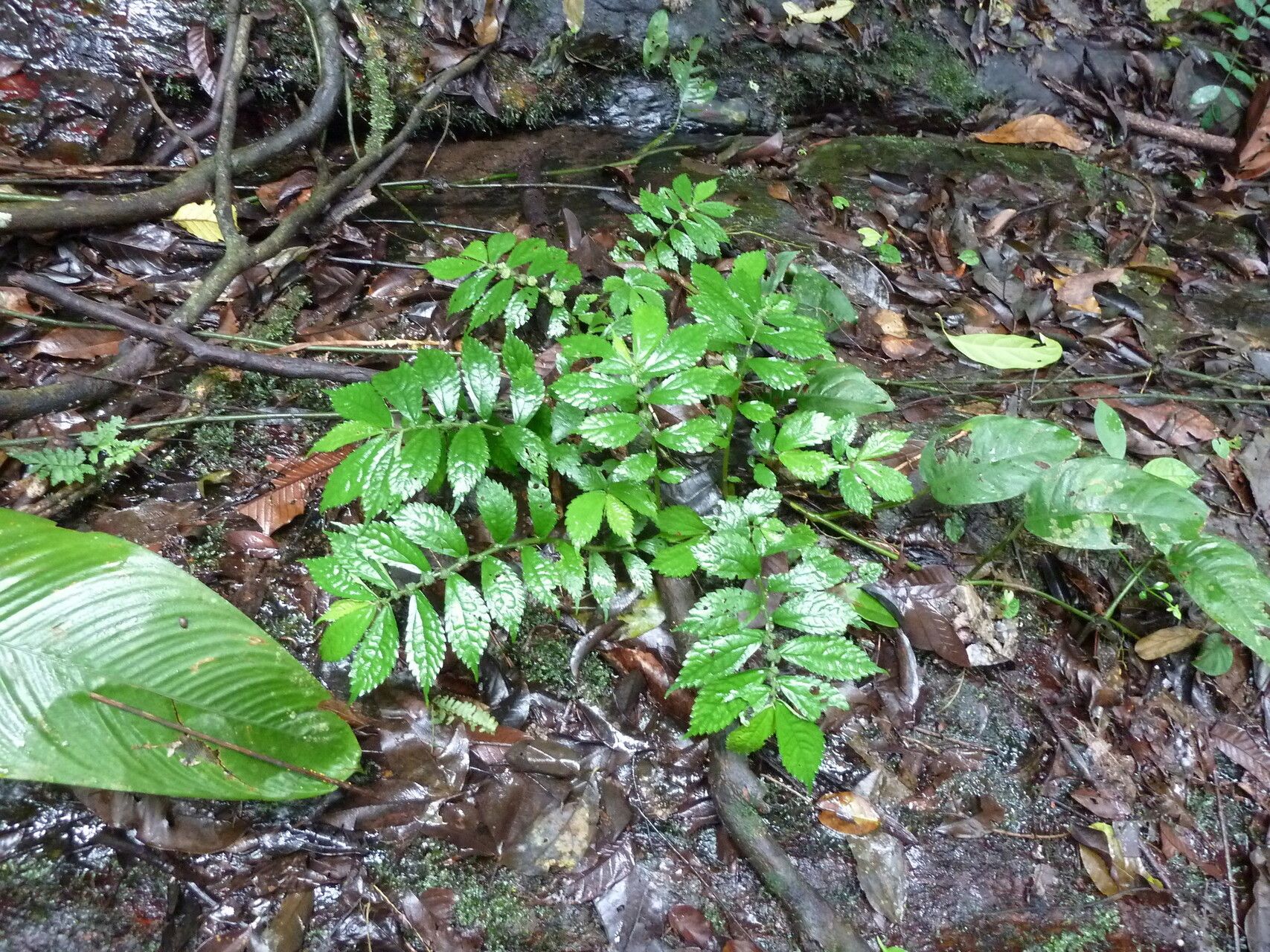 Elatostema paivaeanum habit