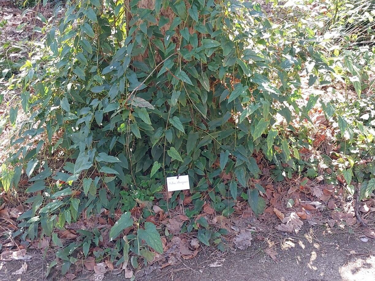 Rubus ichangensis habit