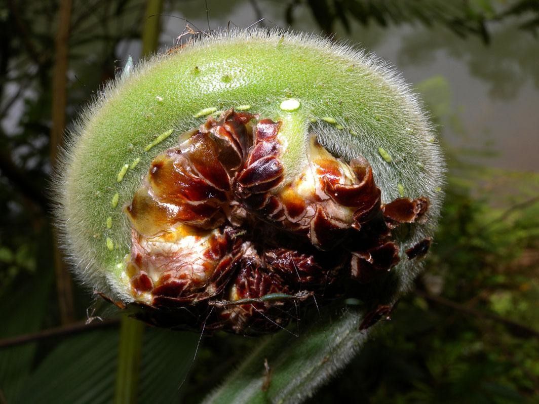 Cyathea bicrenata fruit