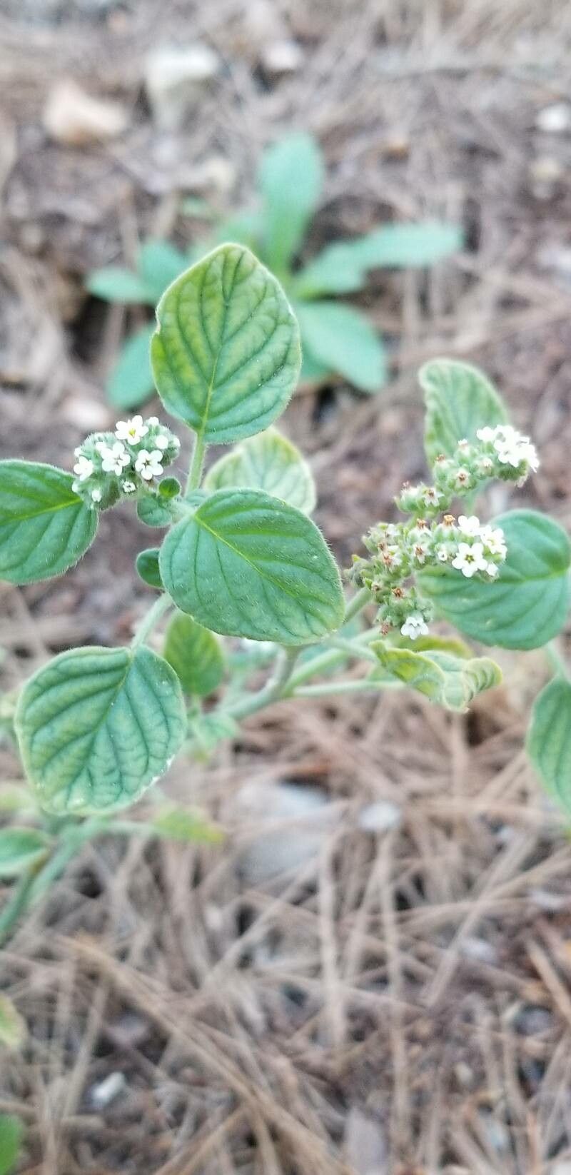 Heliotropium supinum flower