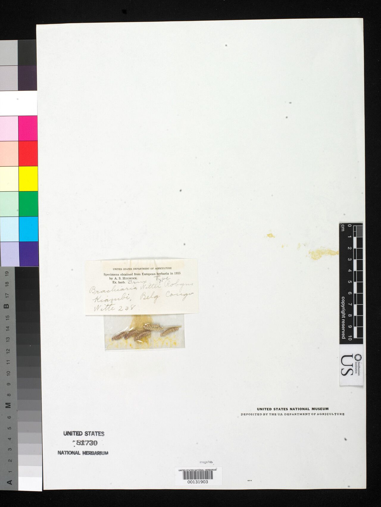 Urochloa wittei — houseplant care guide