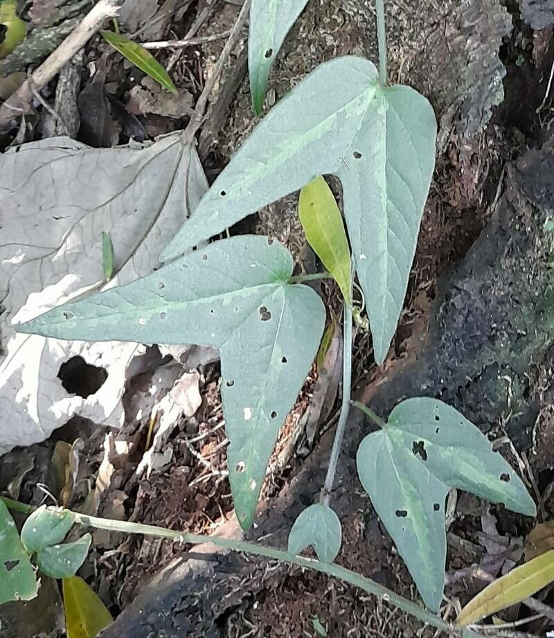 Passiflora capsularis leaf