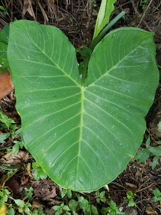 Xanthosoma taioba