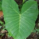 Xanthosoma taioba