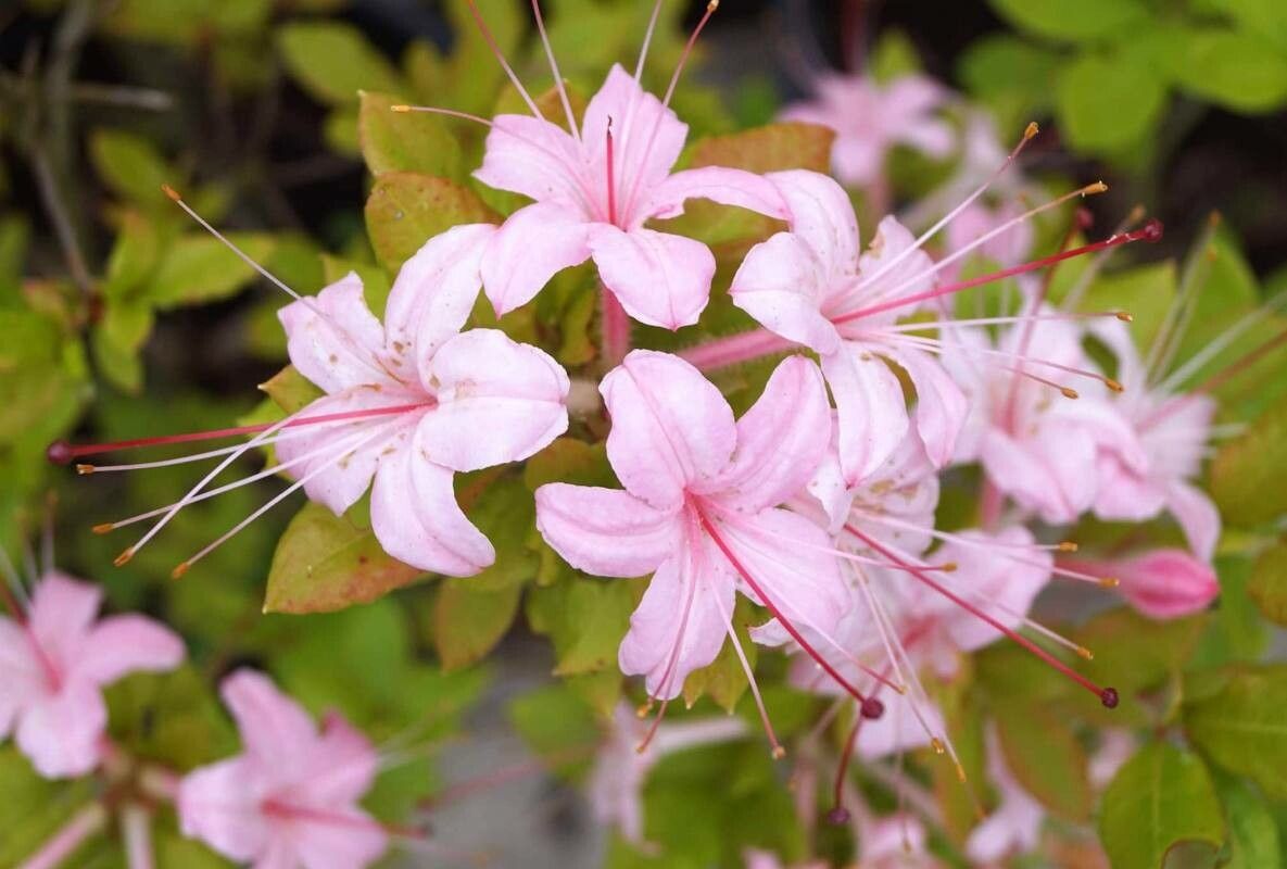 Rhododendron arborescens flower