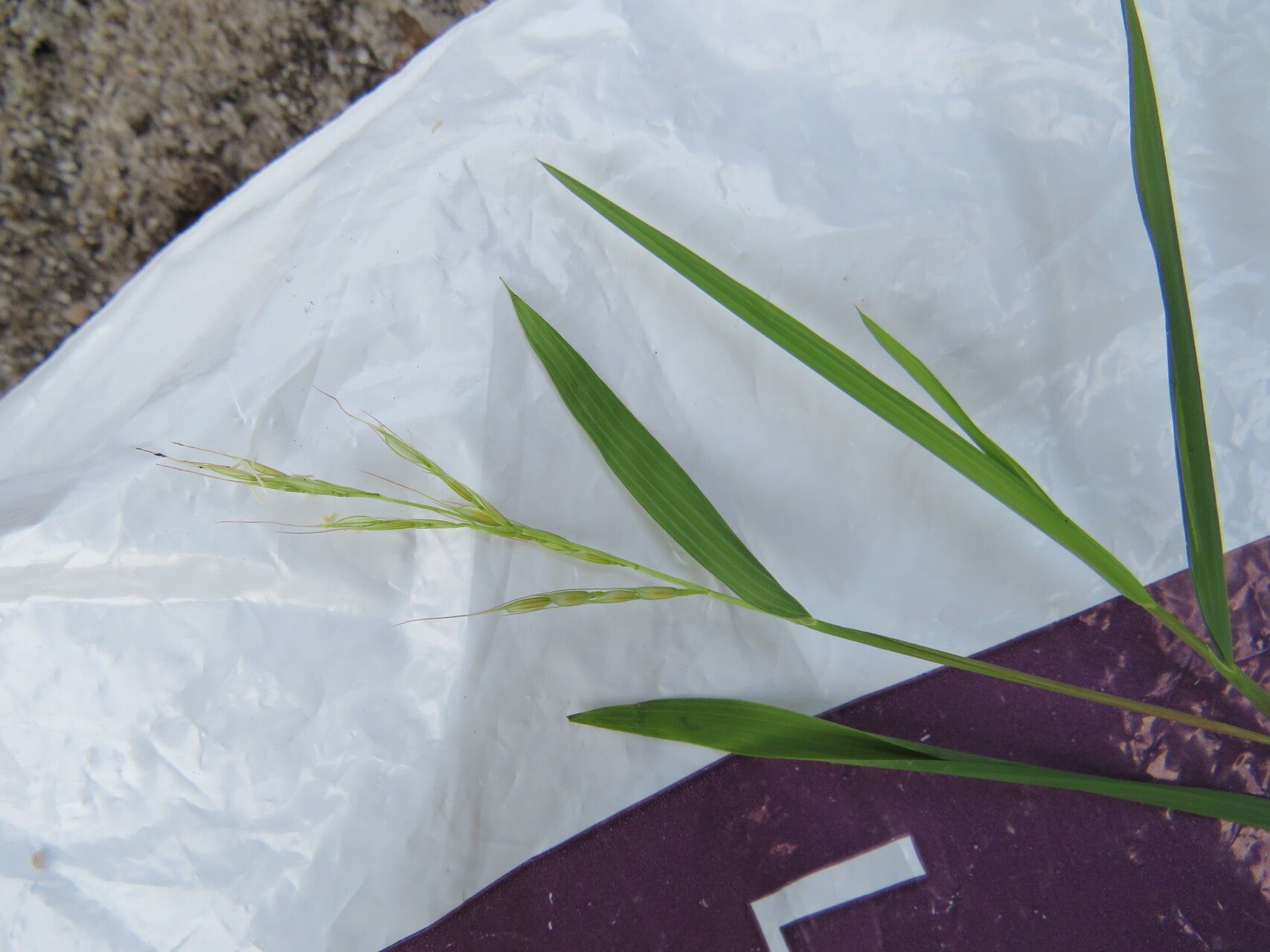 Leersia perrieri habit