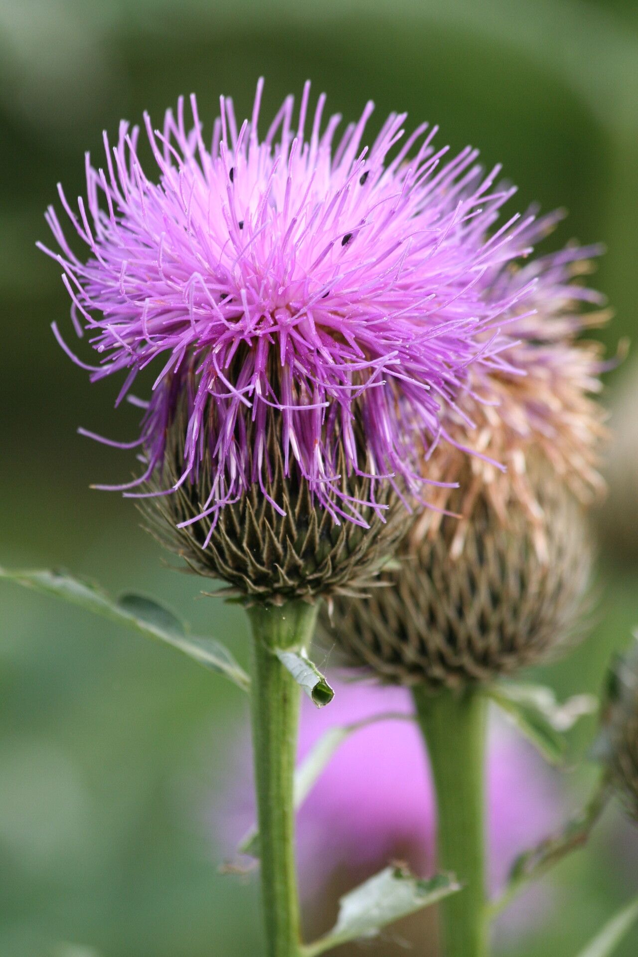 Rhaponticum centauroides flower