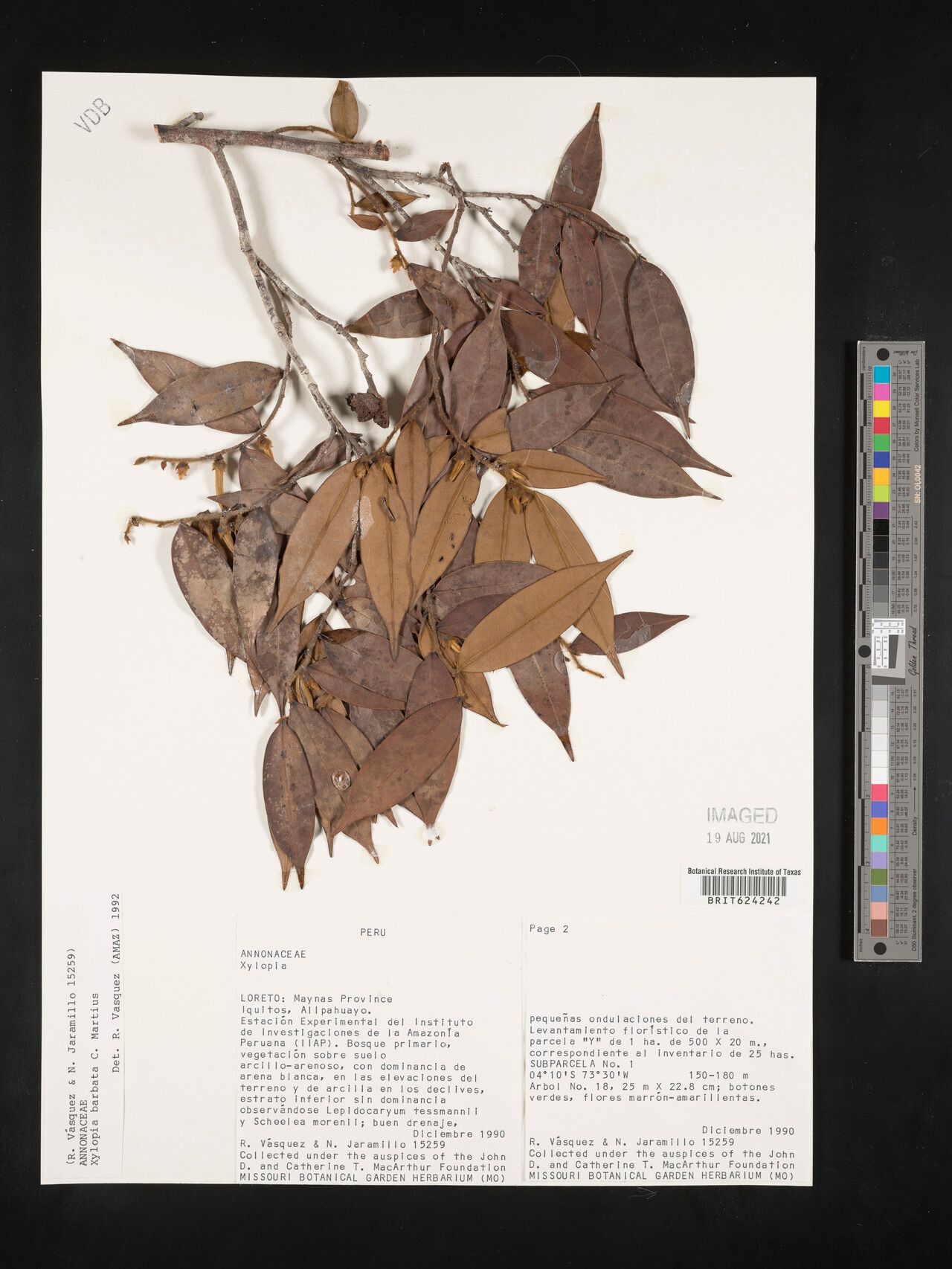 Xylopia barbata — search result for 'Xylopia'