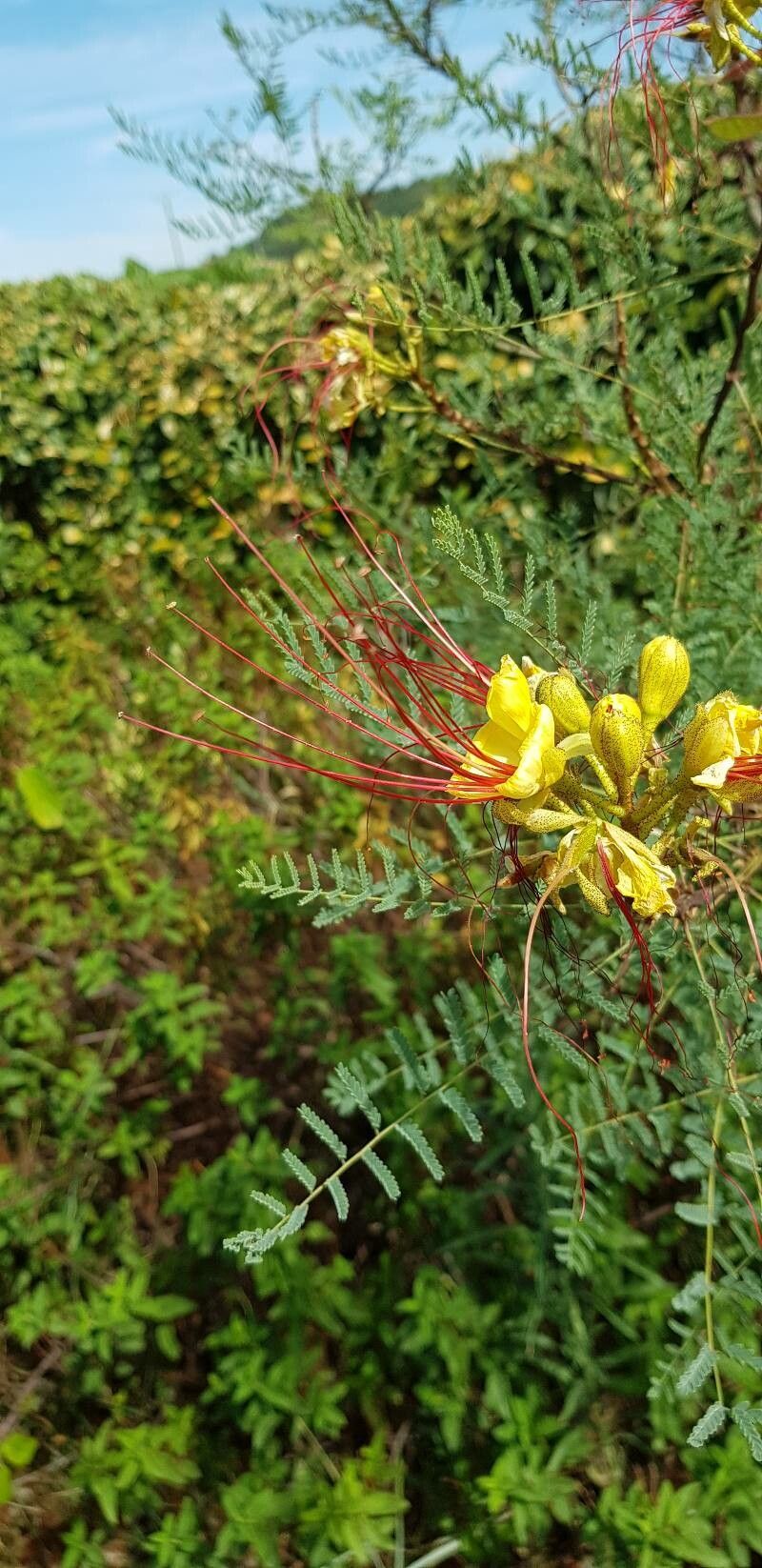 Caesalpinia gilliesii flower