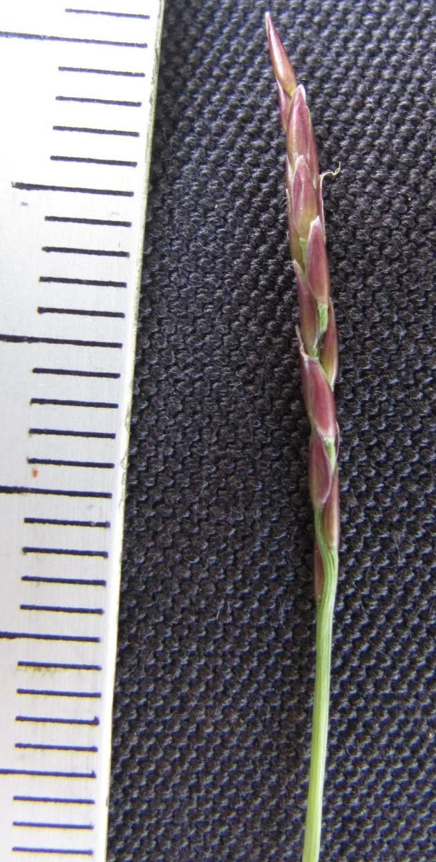 Zoysia matrella other