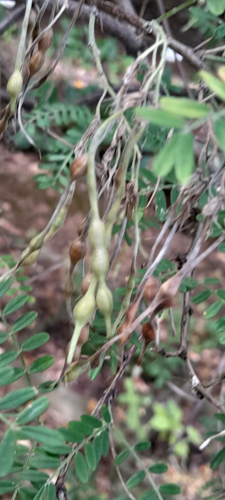 Sophora davidi fruit