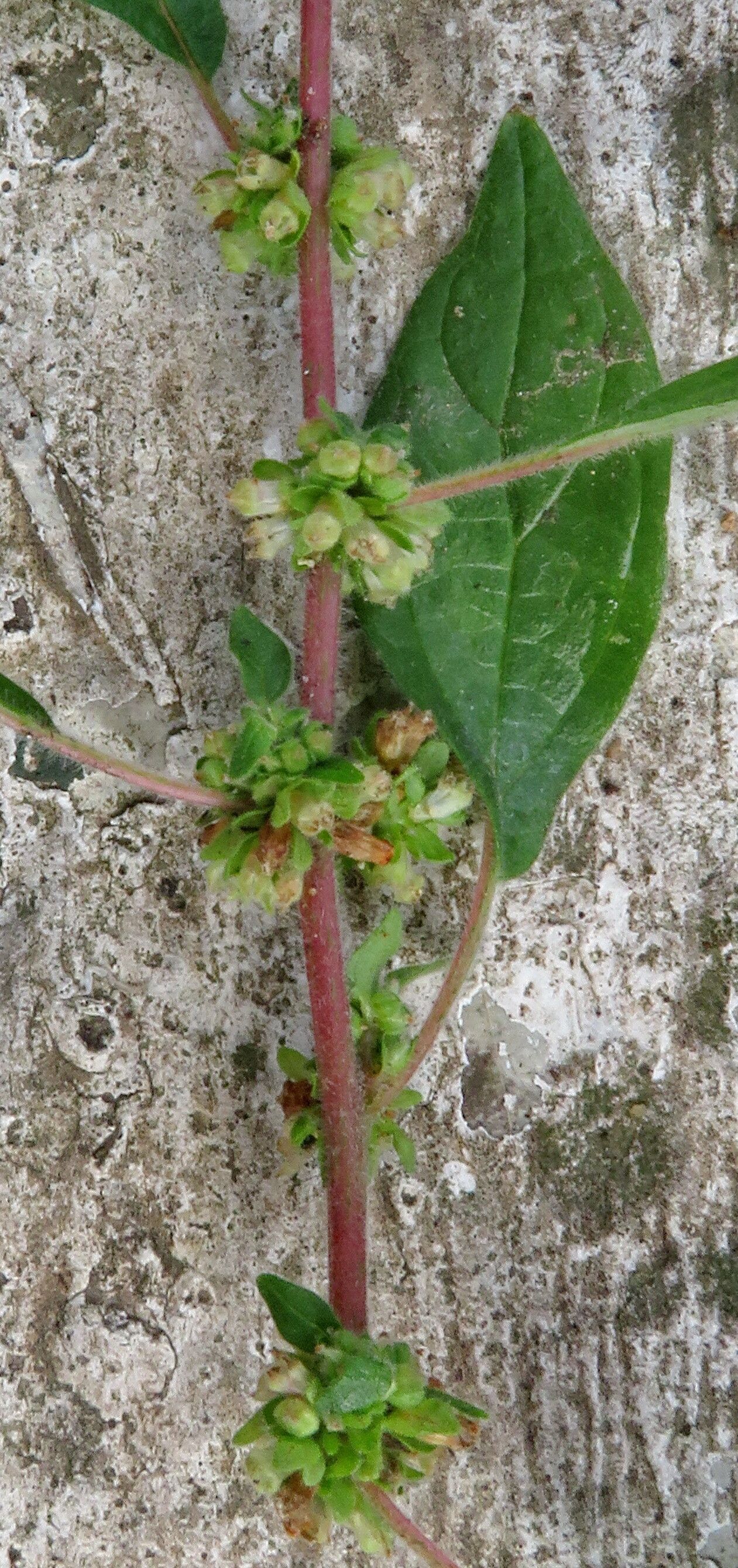 Amaranthus graecizans flower