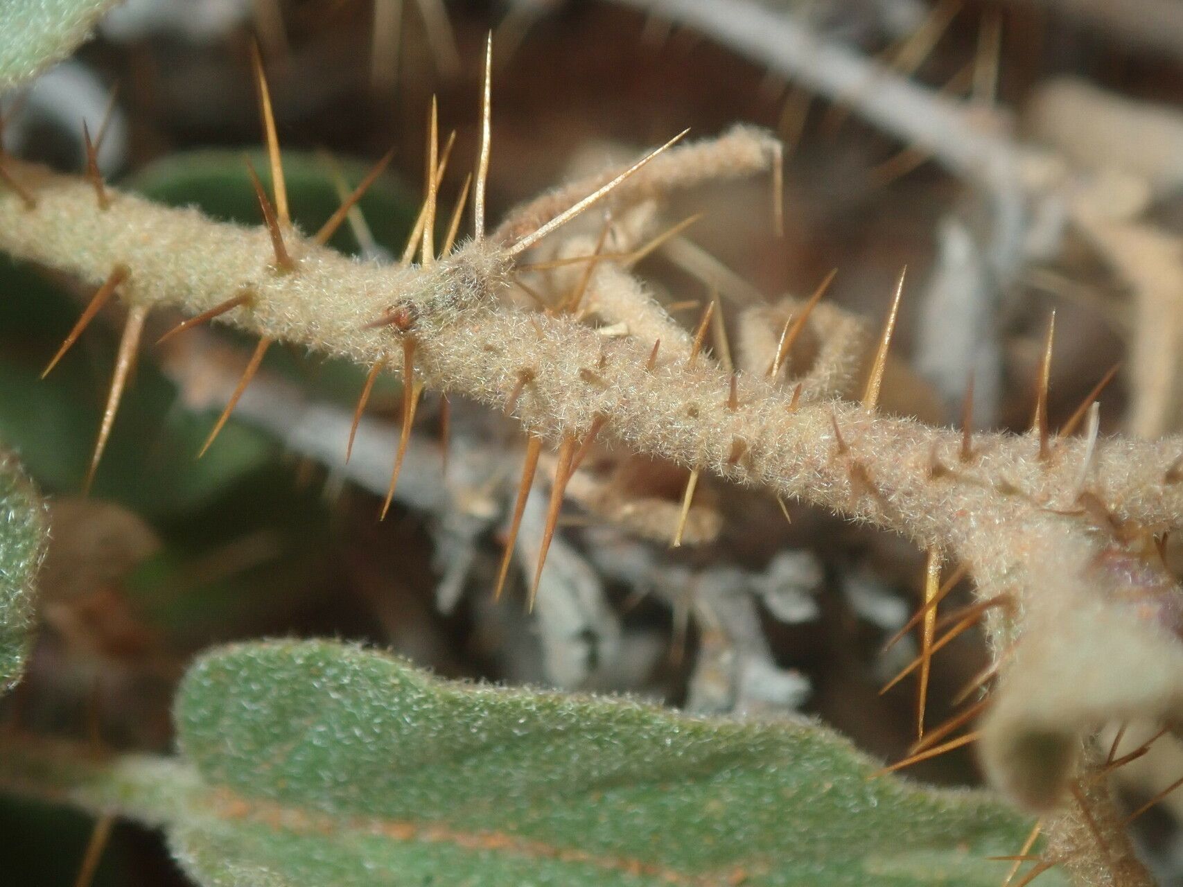 Solanum cleistogamum fruit