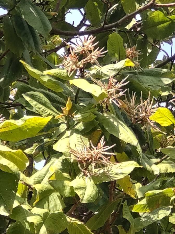 Triplaris americana leaf