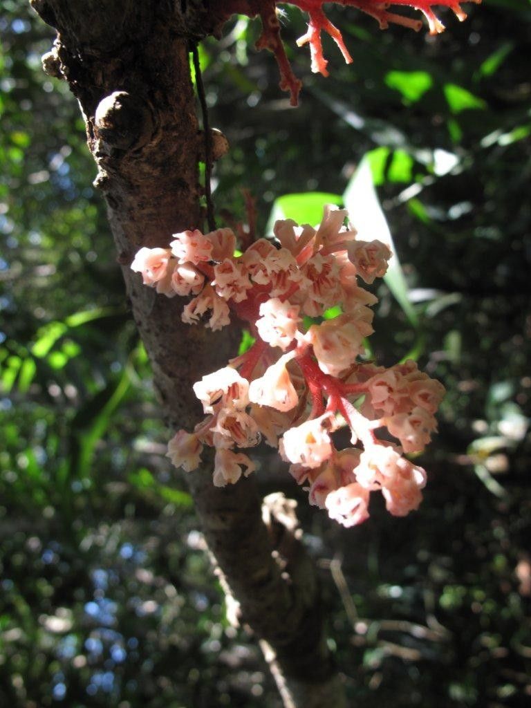 Acropogon austrocaledonicus fruit