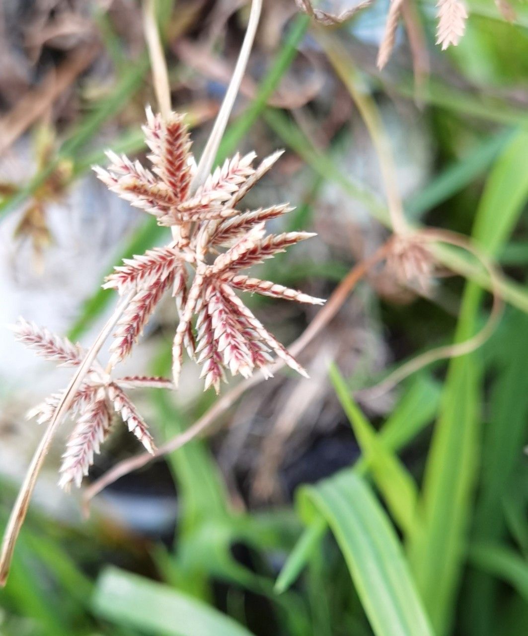 Cyperus longus fruit