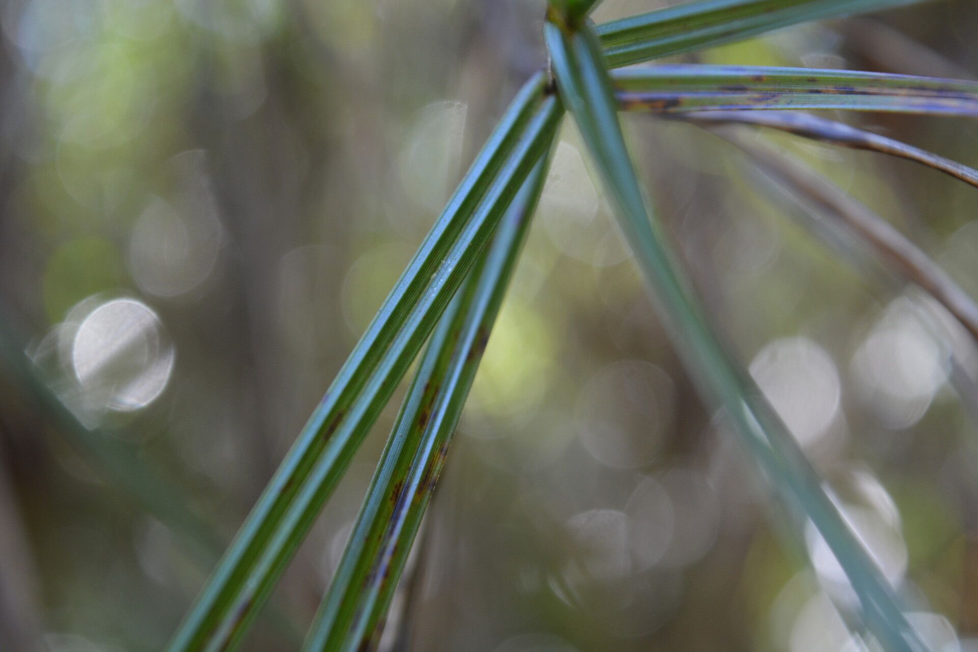 Scleria boivinii — houseplant care guide