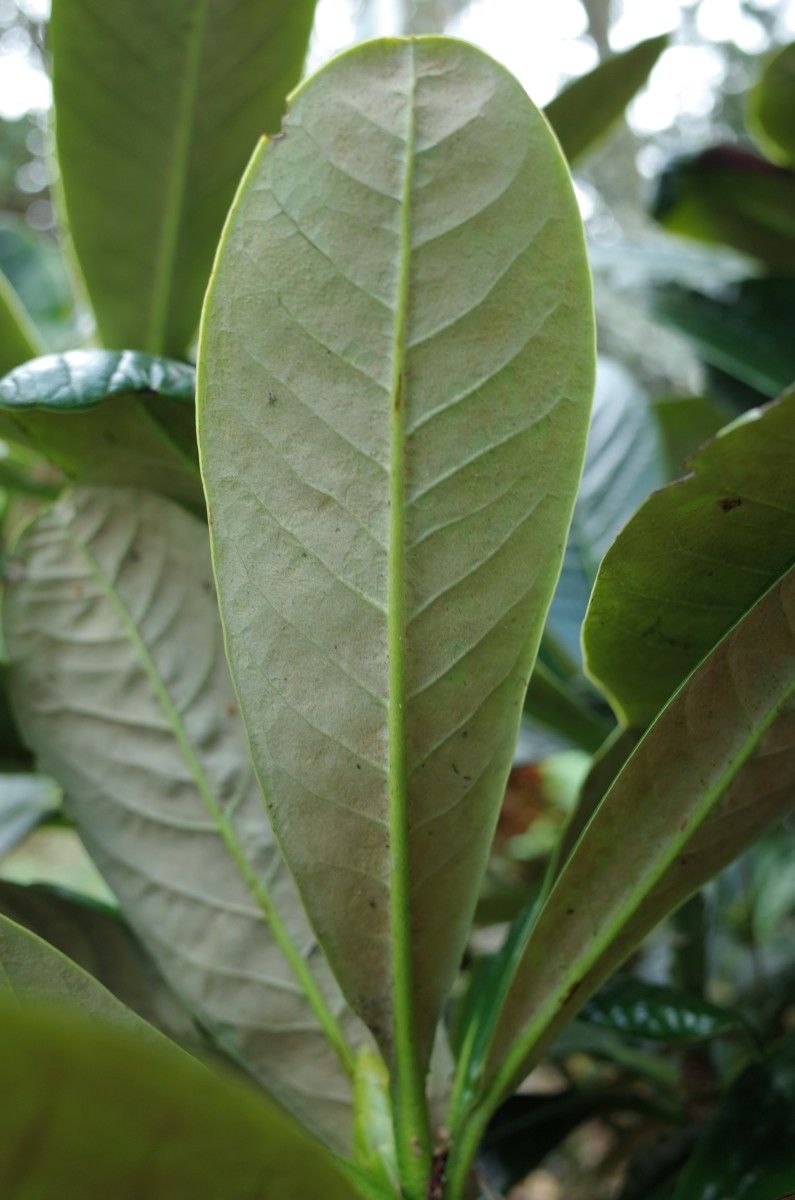 Rhododendron semnoides — houseplant care guide