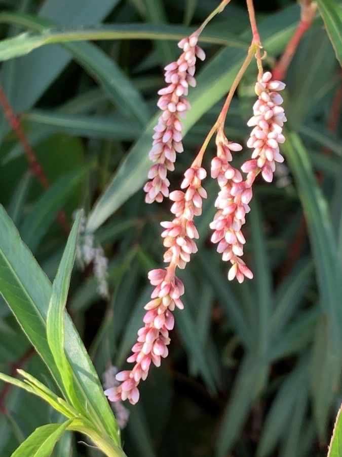 Persicaria senegalensis flower