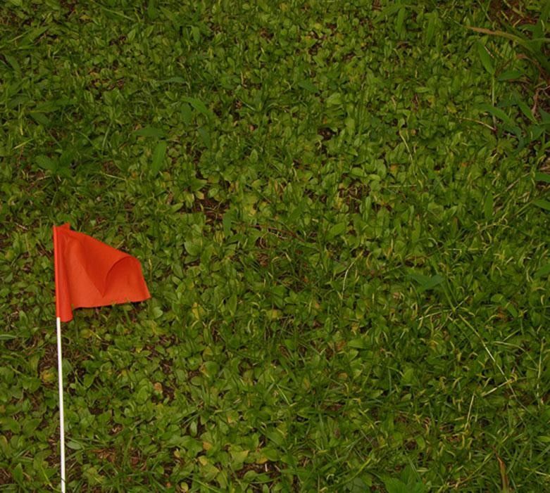 Ophioglossum nudicaule other