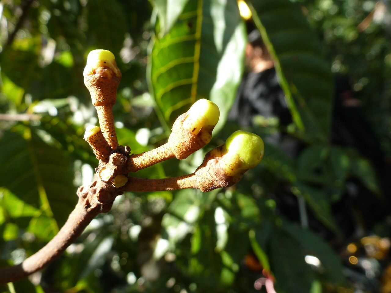 Caryocar glabrum fruit
