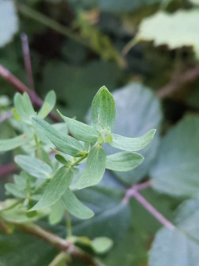 Hypericum hirsutum leaf