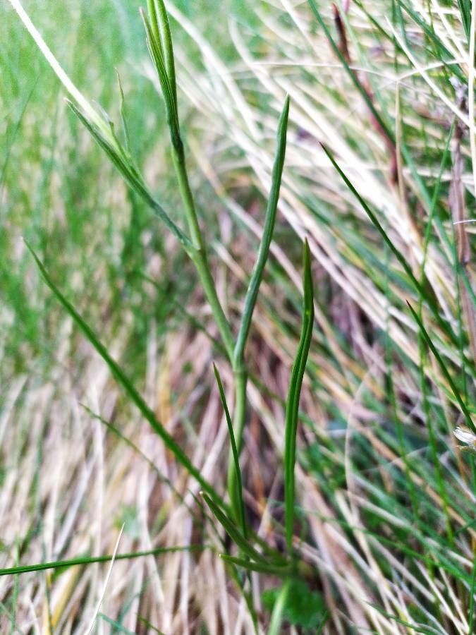 Ranunculus angustifolius — houseplant care guide