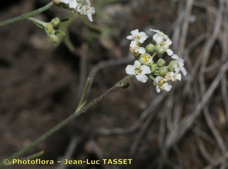 Hormathophylla longicaulis — related species from the same genus