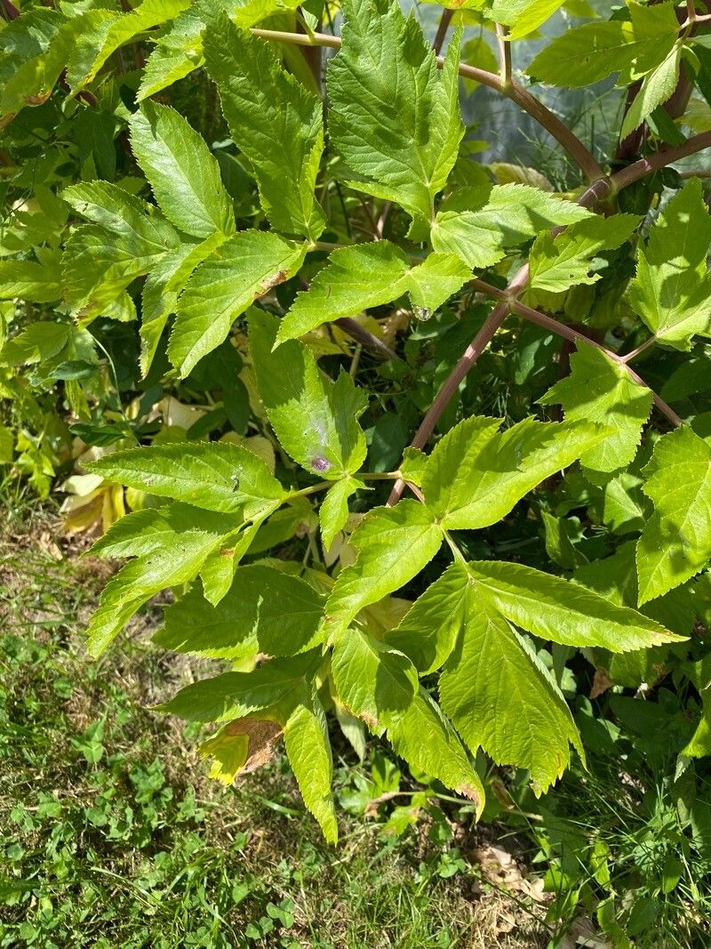 Angelica atropurpurea leaf