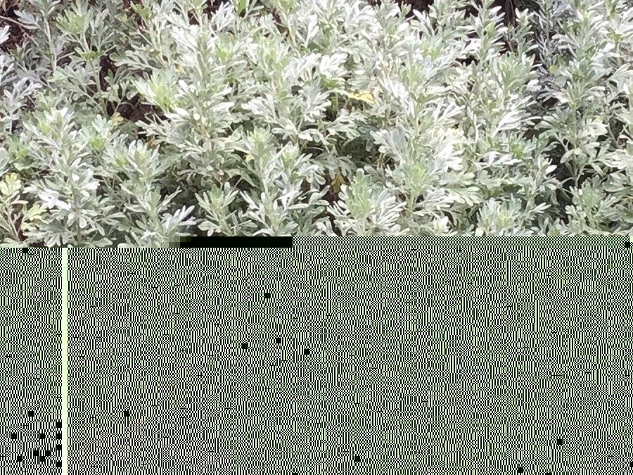 Artemisia thuscula leaf