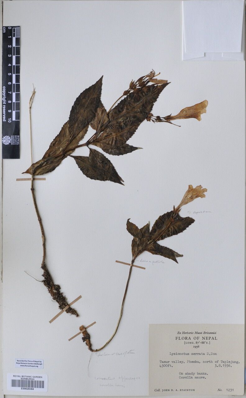 Lysionotus serratus — related species from the same genus