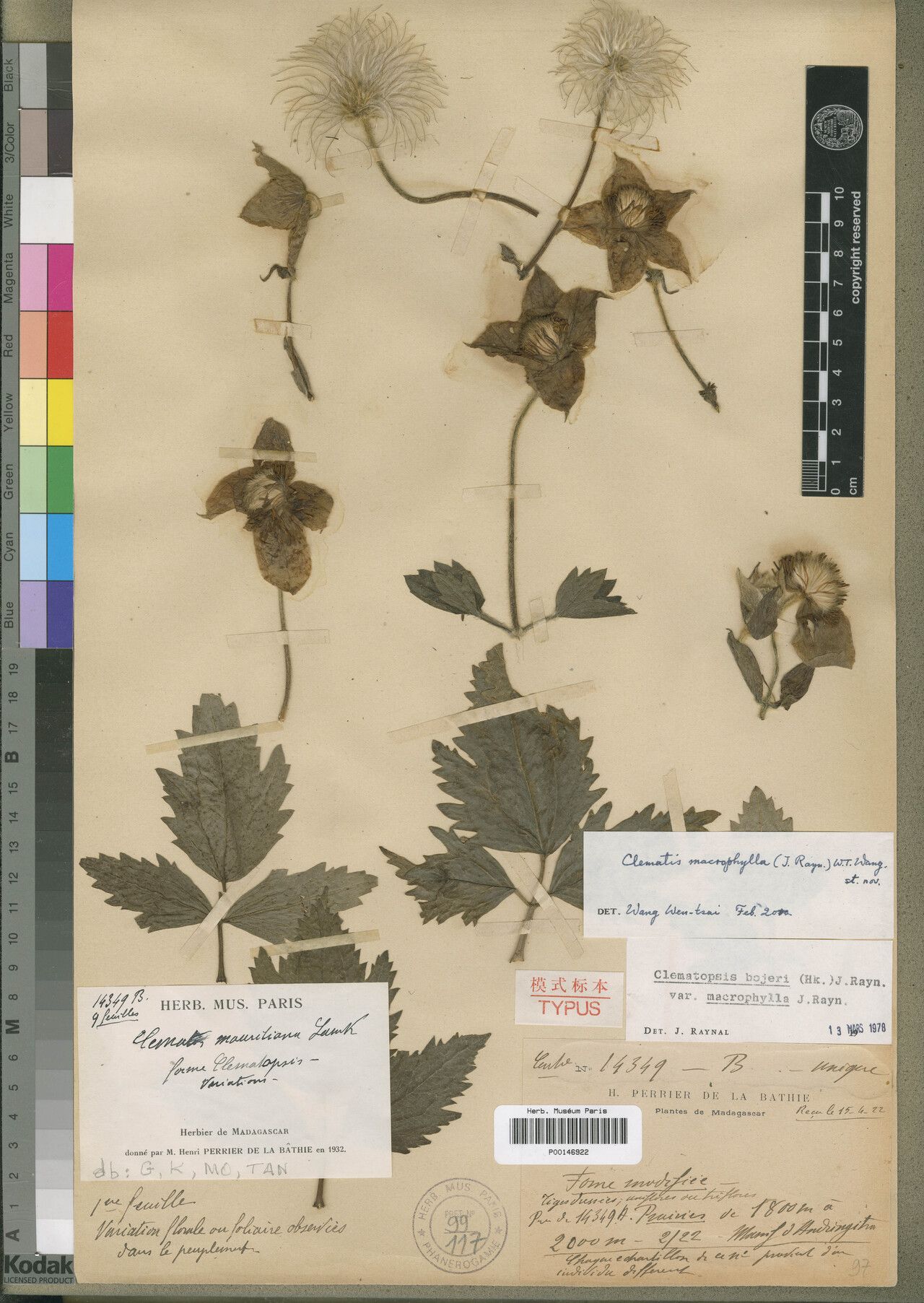 Clematis macrophylla — search result for 'Clematis'